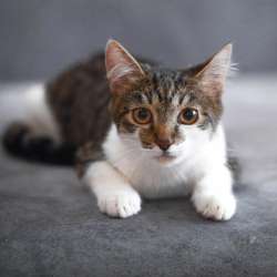 Котята в добрые руки в Одинцово фото 4