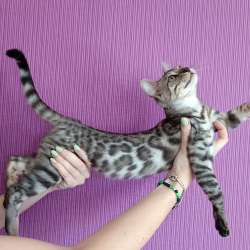 Бенгальские котята