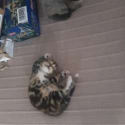 Отдаю котят в хорошие руки