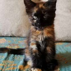Мейн-кун котенок