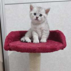 Шотландские котята на продажу