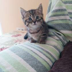 Mini gatitos munchkin