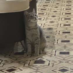 Отдам котенка в Чебоксарах фото 3