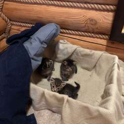 Отдам котят в заботливые семьи