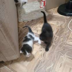 Отдам котят в добрые руки в Белорецке фото 3
