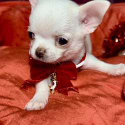 Mini chihuahua фото 3