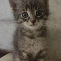 Котенок