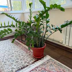 Замиокулькас