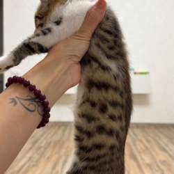 Котенок в Казани