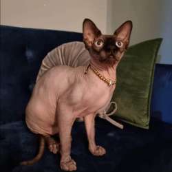 Sphinx