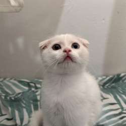 Веслоухая кошечка