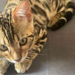 бенгалка котенок в Пензе фото 7