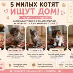 Отдам даром котят