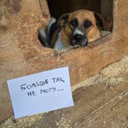 Помогите собаке найти дом