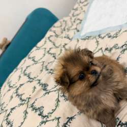 Шпиц мини 2 месяца в Самаре фото 3