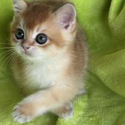 BRIny12 котёнок золотая шиншилла британец