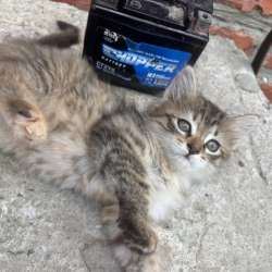 Котятам нужен дом