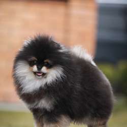 Померанский шпиц, мальчик