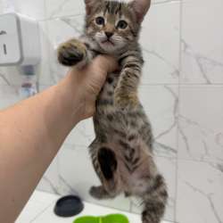 Котята в Волжске фото 4