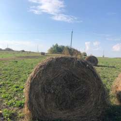 Продам сено