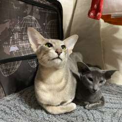 Ориентальные котята, бурманские котята, сфинкс в Санкт-Петербурге фото 5