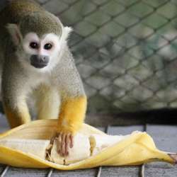 Обезьянка ищет ответственную, обеспеченную Семью. Monkey