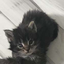 缅因库恩小猫出售