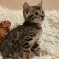 Бенгальские котята фото 4