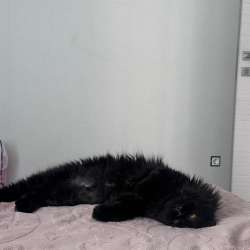 Персидский котик в Уфе фото 4