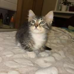 Котенок в добрые руки