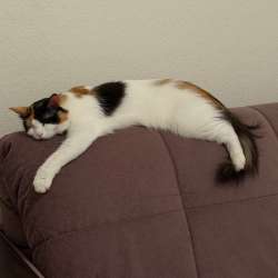 Кошка