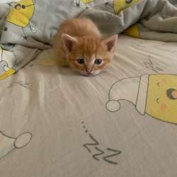 Котята в Орске фото 5