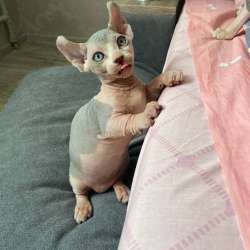 Котята канадского сфинкса (Бамбино - эльф) фото 3