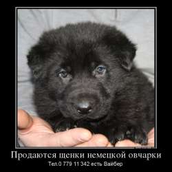 Продаются щенки немецкой овчарки! фото 17