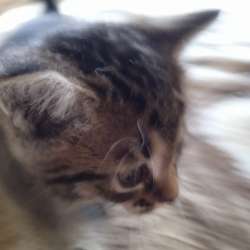 Отдам бесплатно котят фото 4