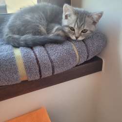 Котята Шотландские