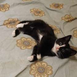 Котёнок в добрые руки в Климовске