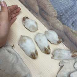 Хомяки сирийские