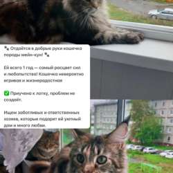 Кошка