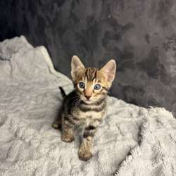 Бенгальские котята в Омске фото 6