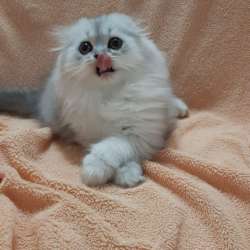 Fold cats