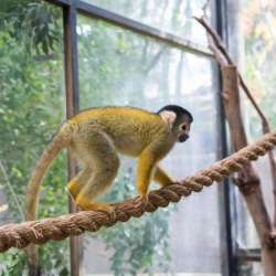 Обезьянка ищет ответственную, обеспеченную Семью. Monkey фото 3