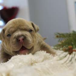 Открыта Бронь на American Bully премиум качества фото 11
