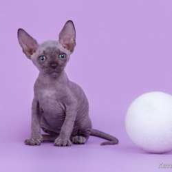 Кошка с уникальным характером-сфинкс в Иванове фото 13