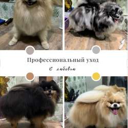 Груминг собак и кошек в Краснодаре фото 3