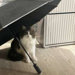 Отдадим взрослого кота в добрые руки. в Москве