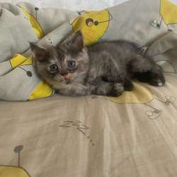 Котята в Орске фото 6