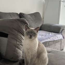 Кошка для случки