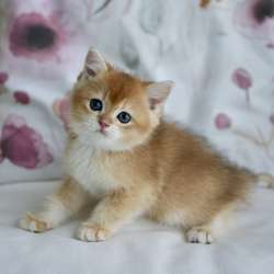 Золотые британские котята фото 4