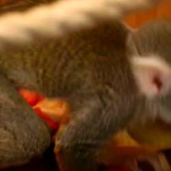 Обезьянка ищет ответственную, обеспеченную Семью. Monkey фото 8